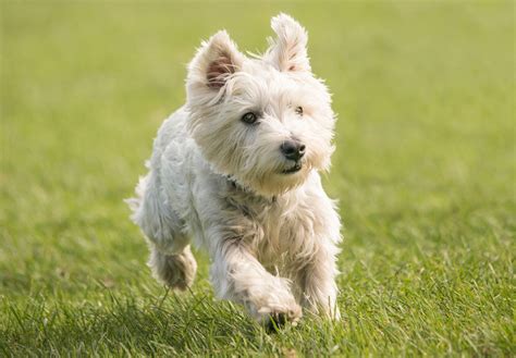 How Much Does A West Highland White Terrier Cost