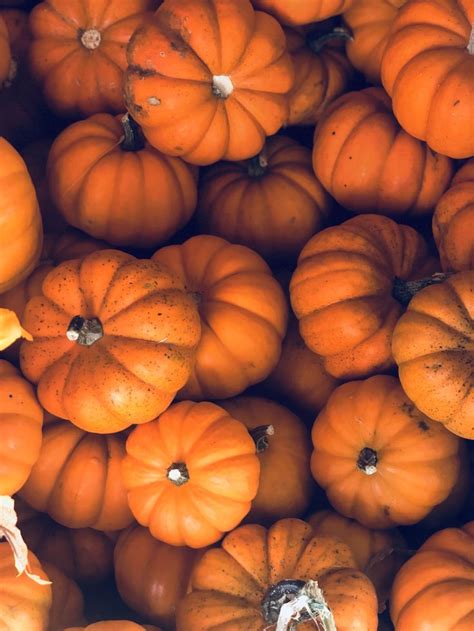 Aesthetic fall background. Fall. | Pumpkin, Fall ...