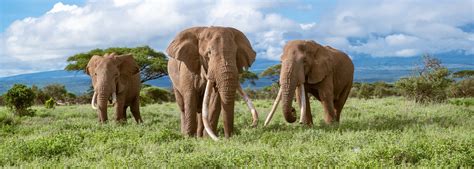 Kenya Wildlife Tours Kenya Safaris Kenya Tours Wildebeest Migration