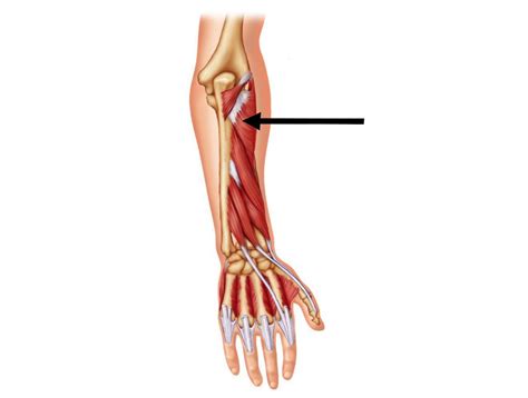 Name Muscles In Arm Muscles Of The Forearm They Help In Bending The