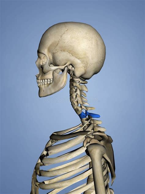 Vértebras Cervicales M SKEL C l Modelo D Stock de ilustración Ilustración de huesos