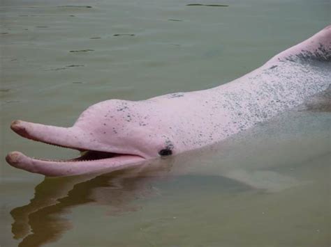 River Dolphins In The Bolivian Amazon Inia Boliviensis