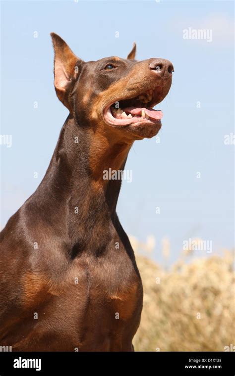 Dog Dobermann Doberman Pinscher Cropped Ears Adult Portrait Profile