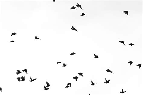 Flock Of Birds Sky Bokeh 4 Wallpaper 3072x2048 219265