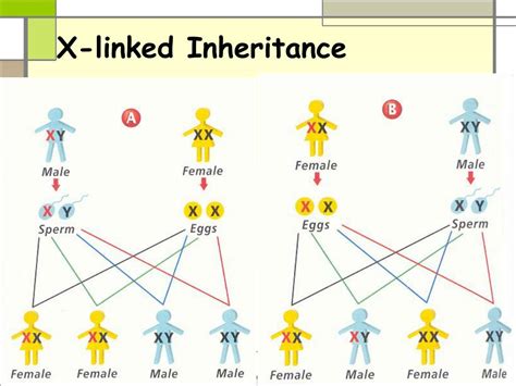 Ppt Sex Linked Traits Powerpoint Presentation Free Download Id 2485227