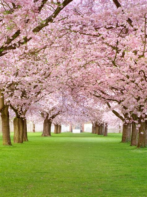 On Sale Backdrop Pink Cherry Blossom Trees Background Drop Etsy