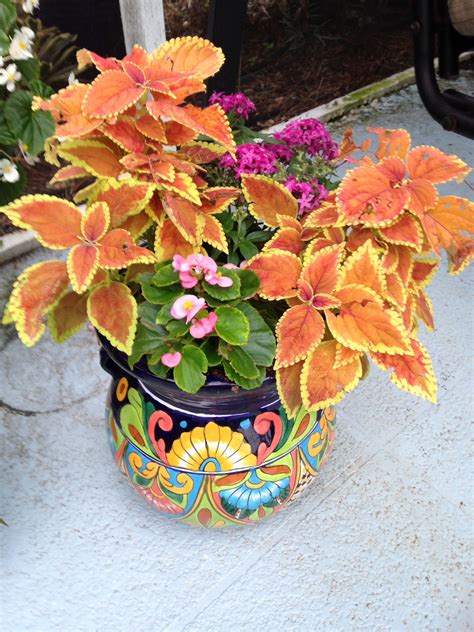 Only one side of the staircase is utilized while two pots are place on both sides of the front the ceramic pots planted with flowers serve as decorative staircase guards. Colorful coleus | Tropical plants, Container gardening ...