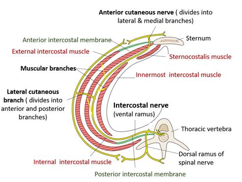 Thoracic Wall Thoracic Inlet Sternal Angle Typicla Intercostal