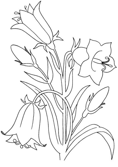 Pagini de desenat ale lui flori pe internet. Desene cu Flori Clopotei de colorat, imagini și planșe de ...