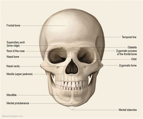 Jeff Searle The Human Skull Skull Skull Anatomy Human Anatomy Drawing