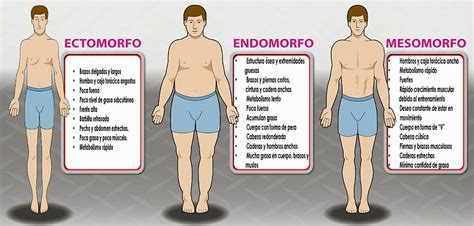 Tipo De Cuerpo Ectomorfo Mesomorfo Y Endomorfo