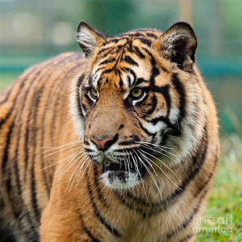 Beautiful Sumatran Tiger Photograph By Sarah Cheriton Jones Fine Art