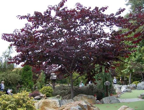 This small tree grows 18 inches a year, quickly developing into a. Forest Pansy Redbud (Cercis canadeis 'Forest Pansy') or ...