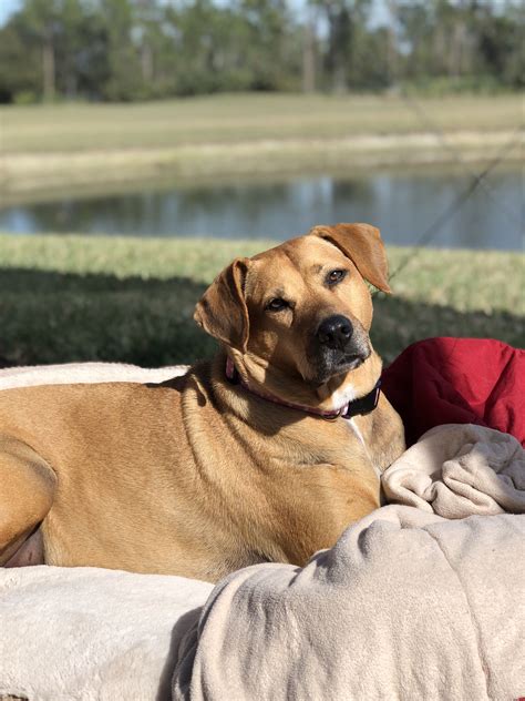 Pin On Black Mouth Cur