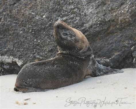 Galapagos Sea Lion Pup Playing Shetzers Photography