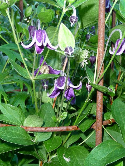 Grow clematis 'negritjanka' in a container where you can train it up an obelisk, or allow it to scramble though a shrub or small tree in the herbaceous border. Trädgård och lite annat: Clematis