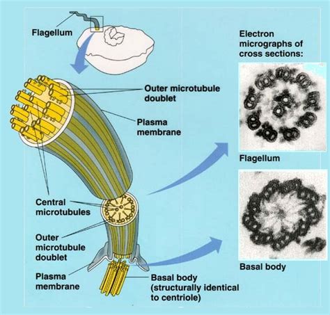 Check spelling or type a new query. Eukaryotic flagella | Plasma membrane, Microbiology ...