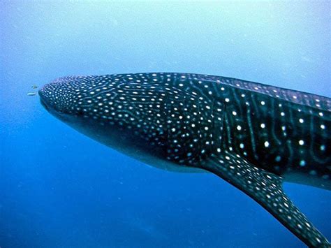 Whale Shark Encounter On Great Barrier Reef Cairns
