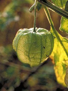 Listing of edible weeds that are free and nutritious food. Physalis virginiana (Virginia groundcherry) Native Ohio ...
