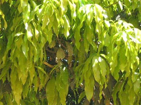 800+ vectors, stock photos & psd files. Mango Tree | Alphonso Mangoes | Mangoes | Indian Mangoes