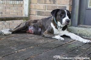 Some dog breeds are more disposed to this type of tumor, including german shepherds, boxers, great danes, english setters, golden retrievers, and pointers. Internal Bleeding May Be the First Sign of Hemangiosarcoma