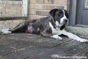 It is a cancer of the vascular epithelial cells (cells lining the blood vessels) that comprises roughly 7% of all cancer in canines. Internal Bleeding May Be the First Sign of Hemangiosarcoma