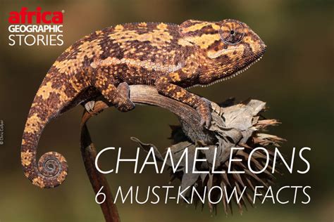 Chameleons 6 Must Know Facts Africa Geographic