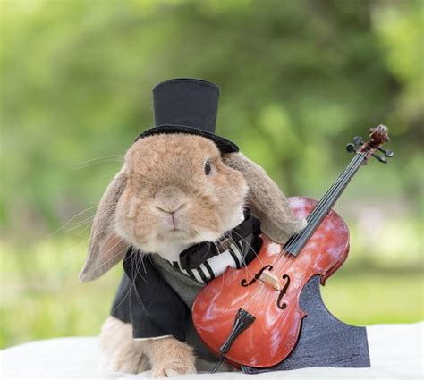 Meet Puipui The Worlds Most Stylish Bunny Animals Pet Bunny
