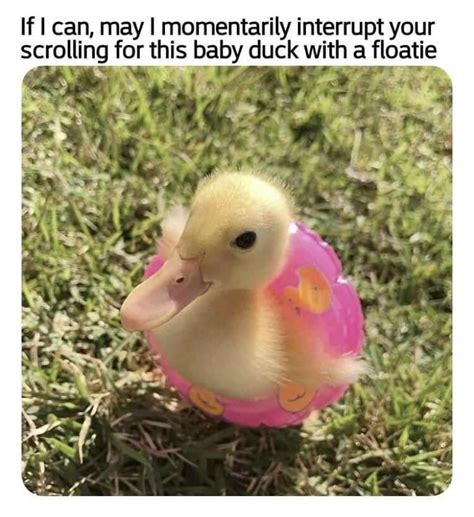This Is Officially The Cutest Duck Ive Ever Seen Rduck