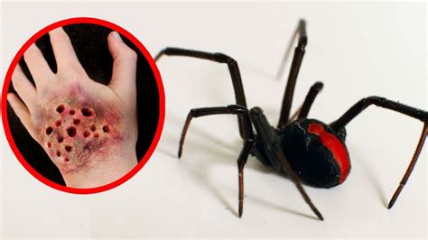 It is only the female black widow, however, that. THE MOST POISONOUS SPIDERS In The World - YouTube