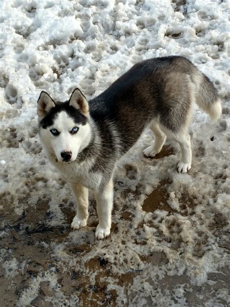 Huskies' almond shaped eyes dazzle in brown, blue or heterochromia. Siberian Husky Puppies For Sale | Bethel, PA #273990