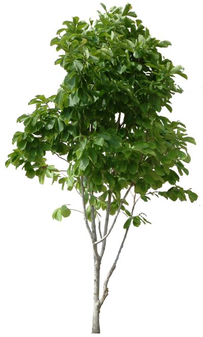 Pin by DLPNG on tree | Tree photoshop, Tree images, Tree sketches