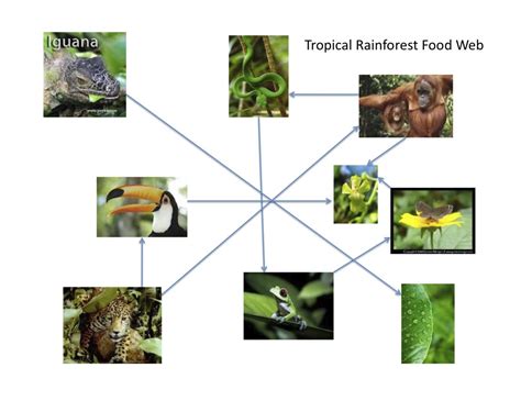 Tropical Rainforest Food Web For Tropical Rainforest