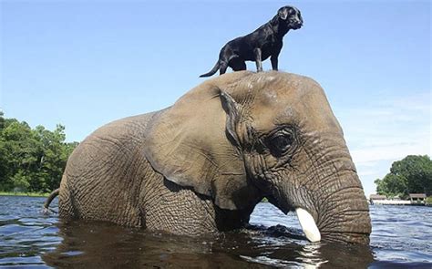 36 Unlikely Animal Friendships Showing Us That Differences Dont Matter