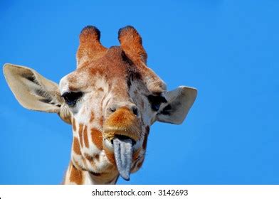 Funny giraffe sticking out his tongue classic round sticker. Giraffe Tongue Images, Stock Photos & Vectors | Shutterstock