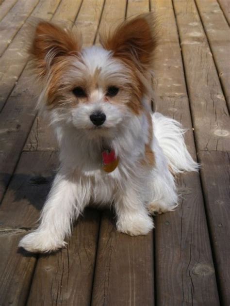 Könnt ihr uns da welche vorschlagen? Papillon + Maltese = Papitese | PERROS - LOBOS - ZORROS ...