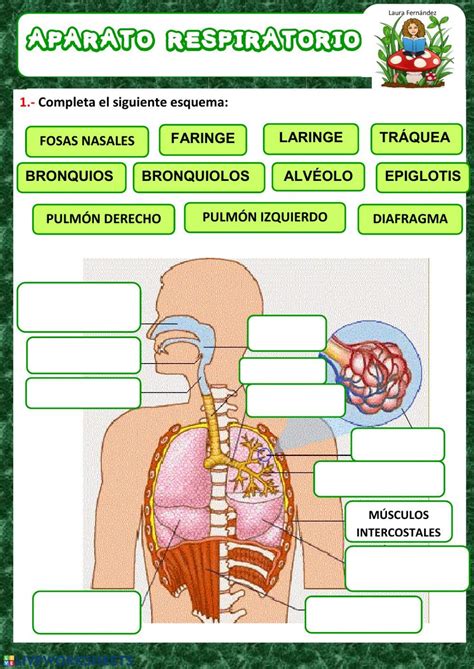 Imprimir Mapa Interactivo Sistema Respiratorio Sistema Respiratorio Images And Photos Finder