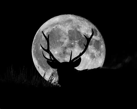 Heres How Julys Full Buck Moon Will Affect Your Zodiac Sign