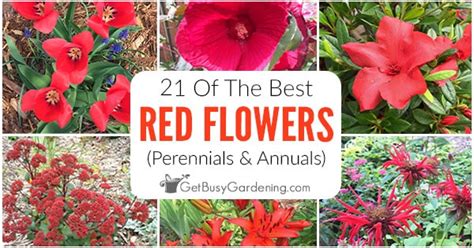 Due to this, they are also known as cockscomb. Pauline Jakobsen: Hardy Annual Flowers Meaning : List Of ...