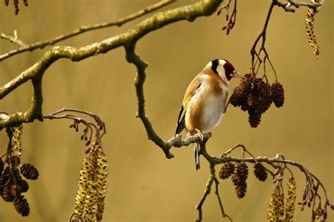 Lenig Vogelbescherming