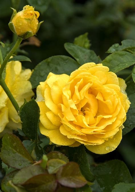 A child's garden of grass full album. Rosa 'Julia Child' | Floribunda Rose | Gateway Garden Center