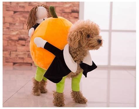 Pumpkin Carrying Dog Costume