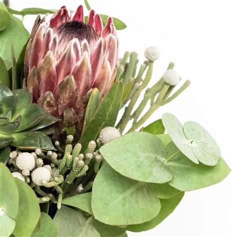 Whether you're a landlord or a tenant, proteas gmd got you covered. Pink Proteas & Succulent | Monsoon Flowers
