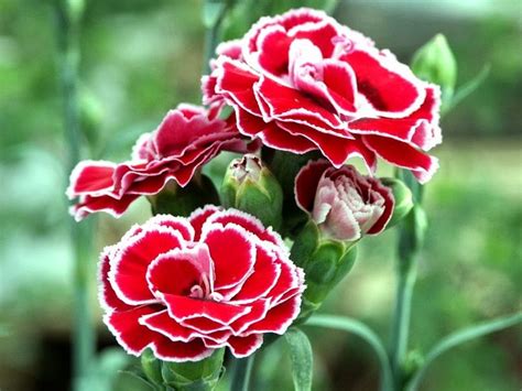 Carnations Are Also Called Teluki Flowers Or The Scientific Name Of