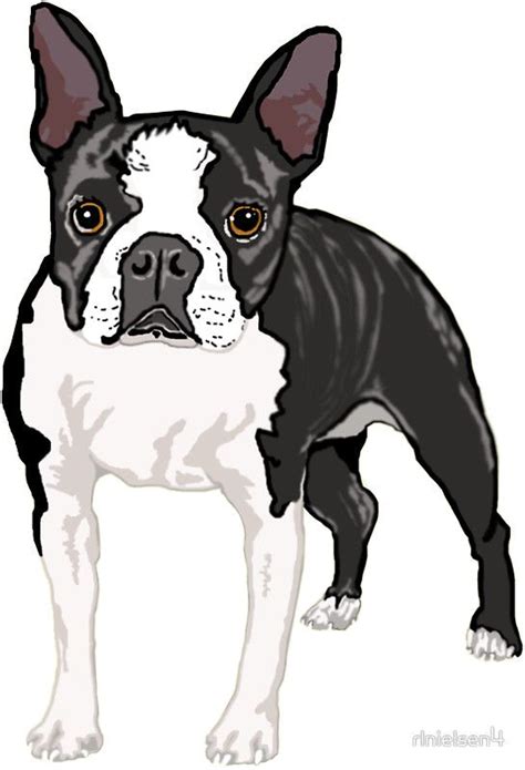 Boston Terrier Sticker By Rlnielsen4 Dog Illustration Boston Terrier