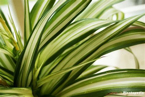It has long leaves with spines all along the edges. Spider plant, Chlorophytum comosum - How to grow and care ...