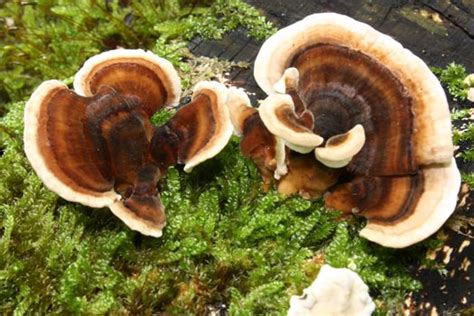 Is turkey tail good for dogs? Turkey Tail Mushroom Benefits and Uses - Mushroom Site