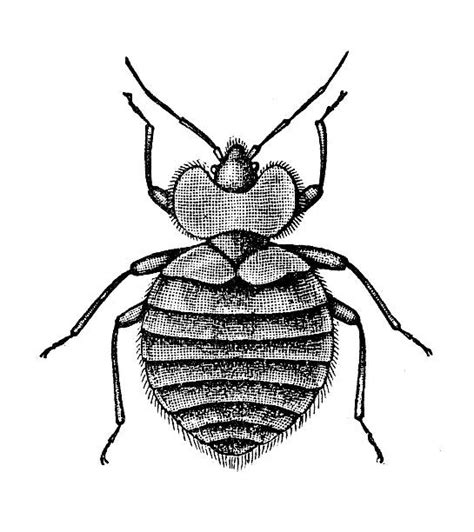 2400 Bed Bugs Illustrations Stock Illustrations Royalty Free Vector