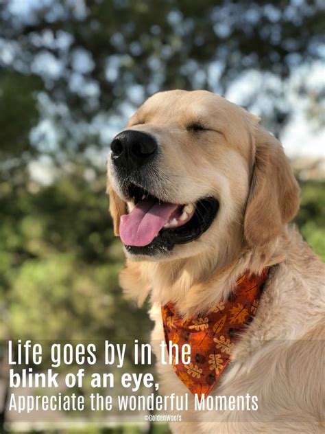 Be Thankful Appreciate Wonderful Moments Golden Woofs Dog