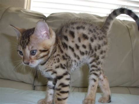 Thinking about adopting a cat? Beautiful Bengal Kittens TICA Reg Home Raised FOR SALE ...